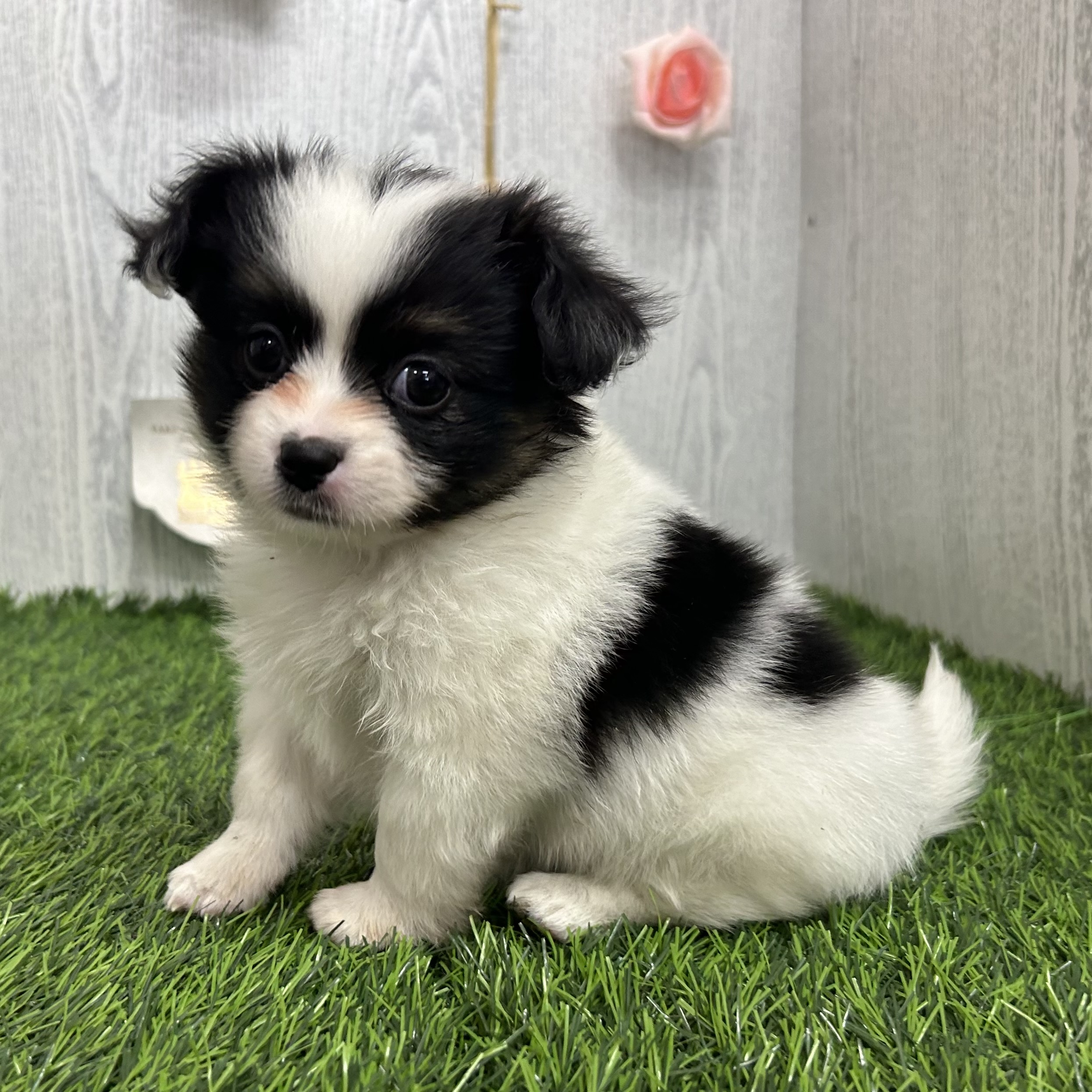 🌟新入り仔犬＆仔猫ちゃんのご紹介🌟 | ペットショップ 犬の家